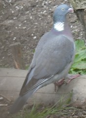 Columba palumbus