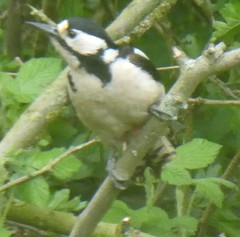 Dendrocopos major