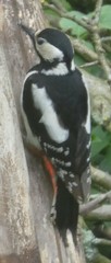 Dendrocopos major