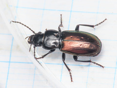 Pterostichus bicolor