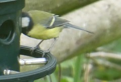 Parus major