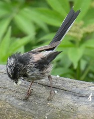 Aegithalos caudatus