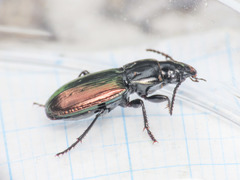 Pterostichus bicolor