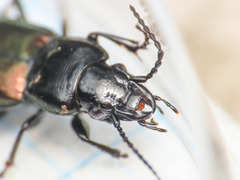 Pterostichus bicolor