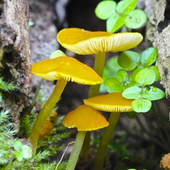Pluteus admirabilis