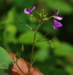 Desmodiastrum racemosum