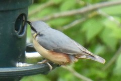 Sitta europaea