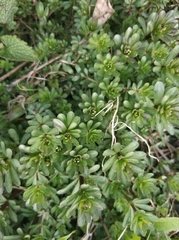 Galium mollugo