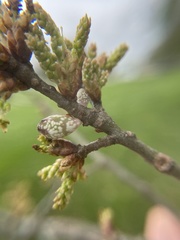 Amphibolips ellipsoidalis
