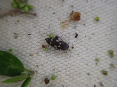 Paratyndaris chamaeleonis