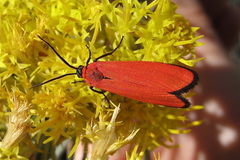 Lycomorpha regulus