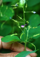 Desmodiastrum racemosum