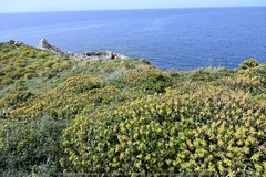 Euphorbia dendroides