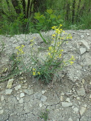 Erysimum repandum