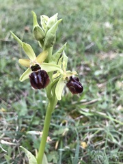 Ophrys sphegodes passionis