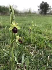 Ophrys sphegodes passionis
