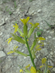 Erysimum repandum