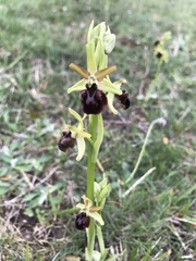 Ophrys sphegodes passionis