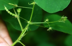 Desmodiastrum racemosum