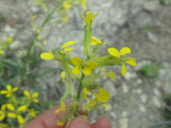 Erysimum repandum