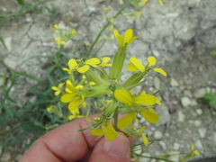 Erysimum repandum