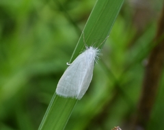 Schoenobiinae
