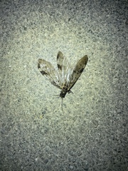 Neochauliodes bowringi