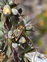 Closterocoris