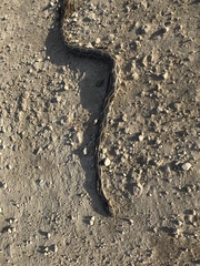 Pseudelaphe phaescens