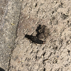 Platydracus tarsalis