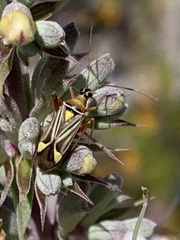 Closterocoris