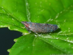 Scaphytopius magdalensis