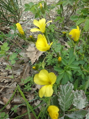 Linum tauricum