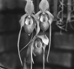 Phragmipedium