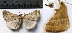 Hypena atomaria