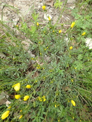 Linum tauricum