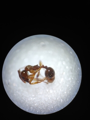 Aphaenogaster subterranea