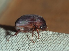 Serica atracapilla