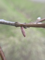 Amphibolips ellipsoidalis