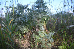 Artemisia arborescens