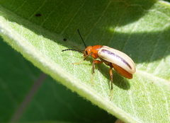 Zonitis bilineata