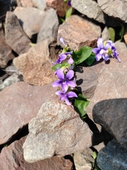 Viola irinae