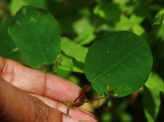 Desmodiastrum racemosum