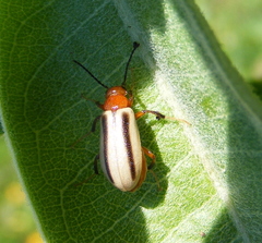 Zonitis bilineata
