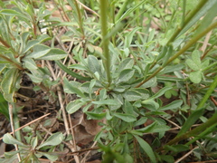 Linum tauricum