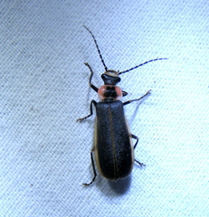 Podabrus brevicollis