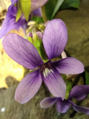 Viola irinae