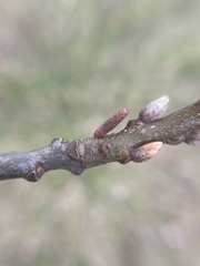 Amphibolips ellipsoidalis