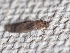 Peripsocus madidus