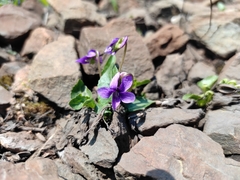 Viola irinae